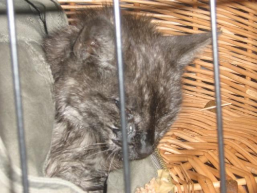 Po długim czasie udało nam się ją złapać, niestety nie miałam gdzie jej przetrzymać, jedna z klinik odmówiła przyjęcia kotki, twierdząc, że ma biegunkę krwotoczną./autor zdjęć: Mada/ #kot