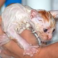 Jego pobyt zaczął się nieszczęśliwie od kąpieli. #kociaki