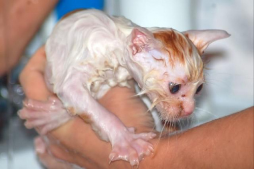 Jego pobyt zaczął się nieszczęśliwie od kąpieli. #kociaki