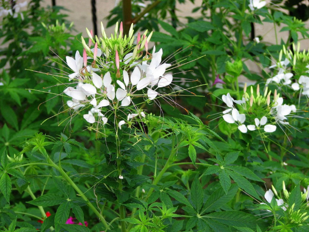 Cleome #rosliny