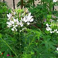 Cleome #rosliny