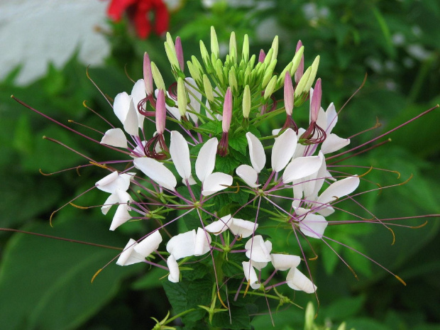 Cleome #rosliny