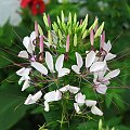 Cleome #rosliny