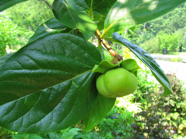 Japanese Persimmon #drzewa