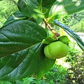 Japanese Persimmon #drzewa