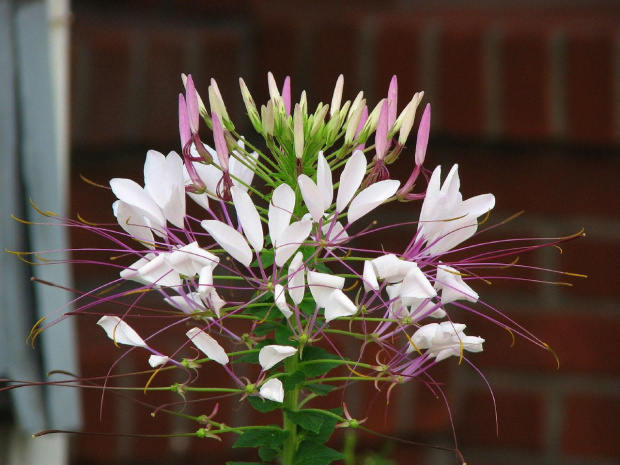 Cleome #rosliny