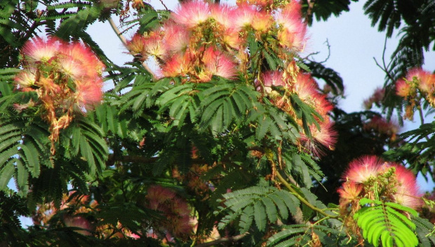 Albizia julibrissin #drzewa