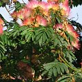 Albizia julibrissin #drzewa