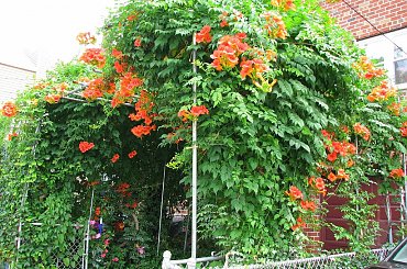 Milin amerykanski #krzewy