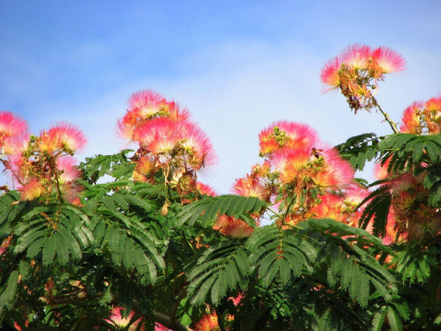 Albizia julibrissin #drzewa