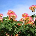 Albizia julibrissin #drzewa