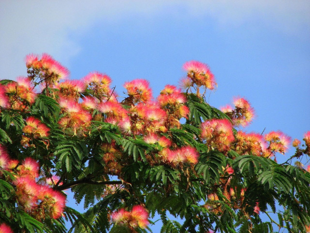 Albizia julibrissin #drzewa