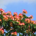 Albizia julibrissin #drzewa