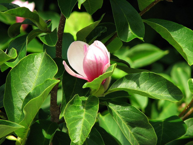 Magnolia znow kwitnie #drzewa