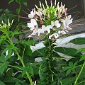 Cleome #rosliny