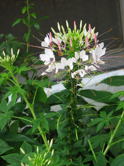 Cleome #rosliny