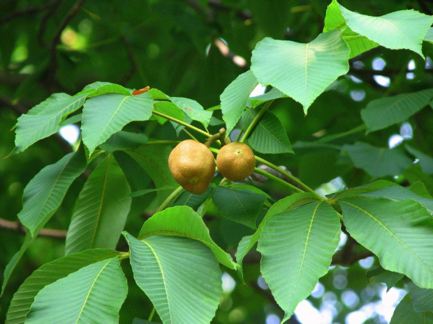 Yellow Buckeye #drzewa