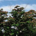 Albizia julibrissin #drzewa