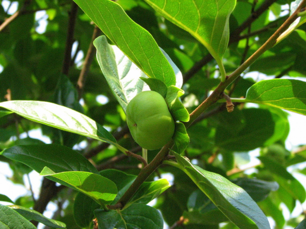 Japanese Persimmon #drzewa