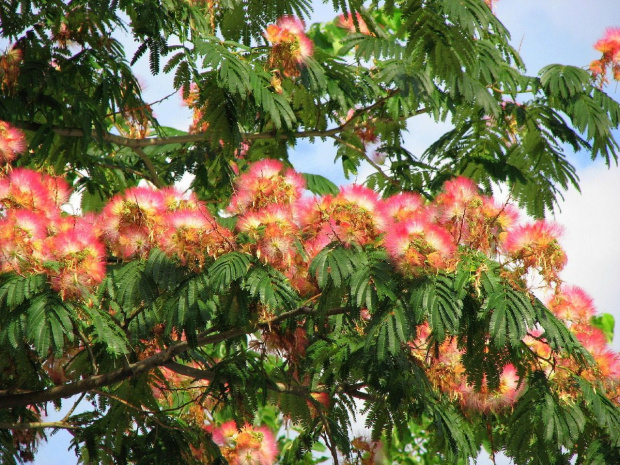 Albizia julibrissin #drzewa