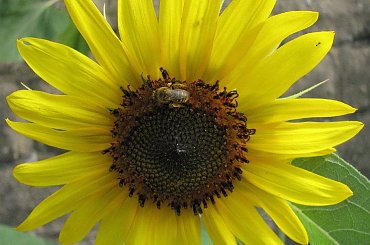 Sloneczniki,zlote sloneczniki,tyle slonca w sobie maja... :) #rosliny