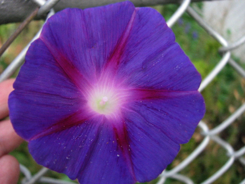 Wilec, Powój pnący - (Pharbitis purpurea). #rosliny