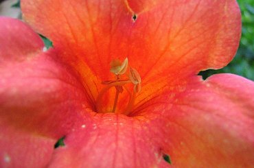 Milin amerykanski #krzewy