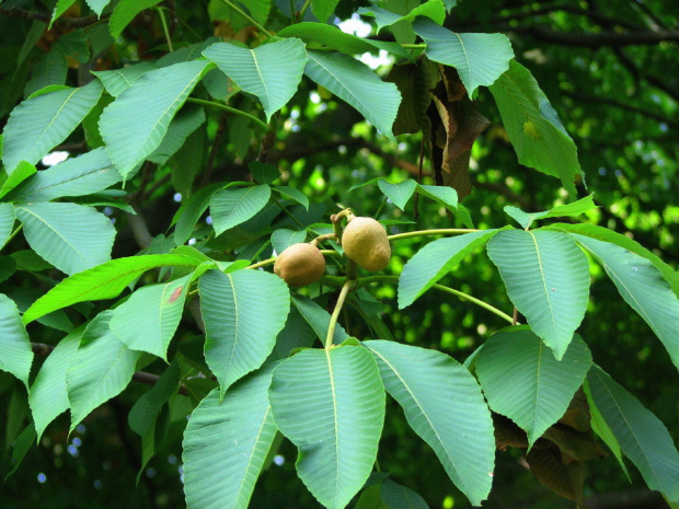 Yellow Buckeye #drzewa