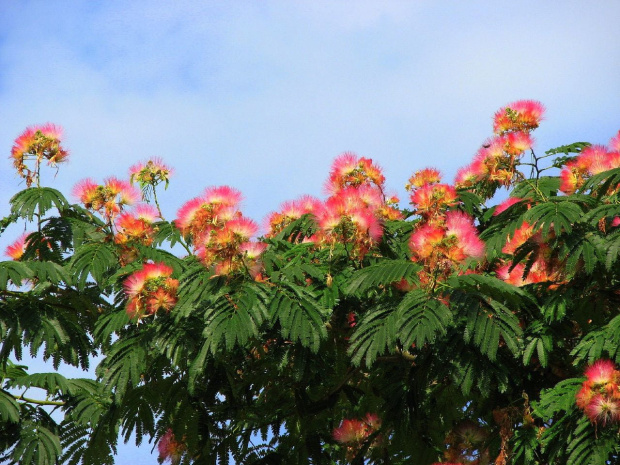 Albizia julibrissin #drzewa