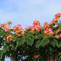 Albizia julibrissin #drzewa