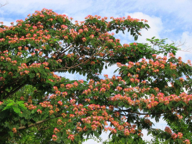 Albizia julibrissin #drzewa