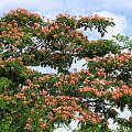 Albizia julibrissin #drzewa