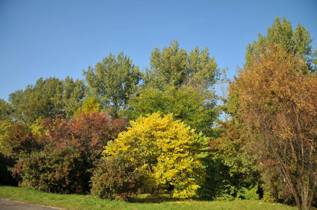 Barwy jesieni - ogród botaniczny w Poznaniu