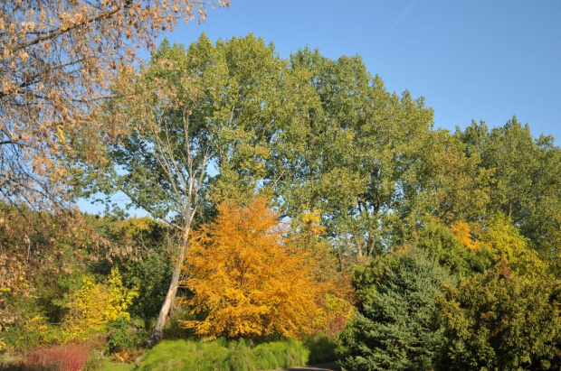 Barwy jesieni - ogród botaniczny w Poznaniu