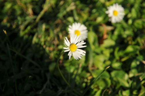 Barwy jesieni - ogród botaniczny w Poznaniu