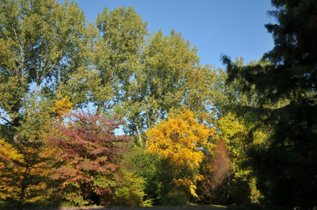 Barwy jesieni - ogród botaniczny w Poznaniu