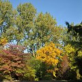 Barwy jesieni - ogród botaniczny w Poznaniu