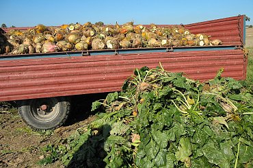 na żniwach buraczanych ... #buraki #Chomiąża #rośliny #wieś #wykopki #jesień