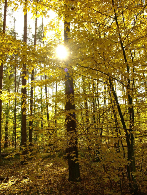 las jesienią, #las #jesień #słońce
