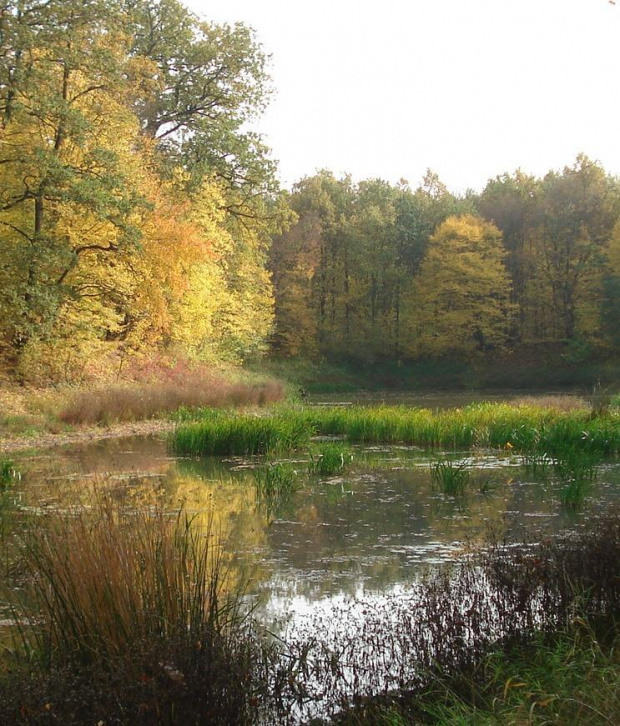 lasy łęgowe pod Lubiążem 10.2008