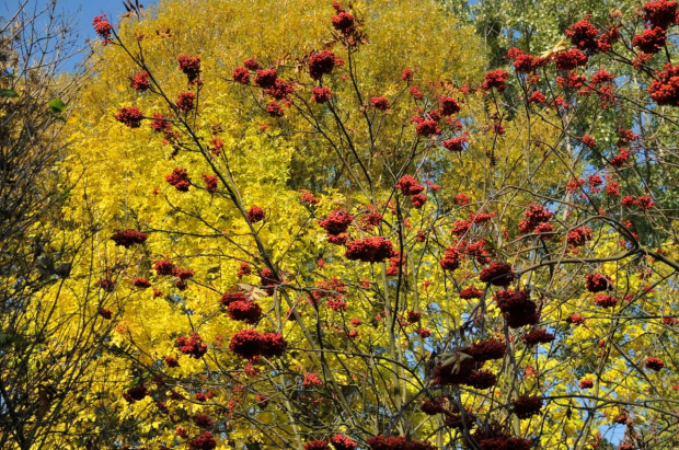 Barwy jesieni - ogród botaniczny w Poznaniu