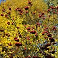 Barwy jesieni - ogród botaniczny w Poznaniu