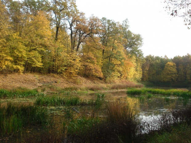 Lasy łęgowe pod Lubiążem