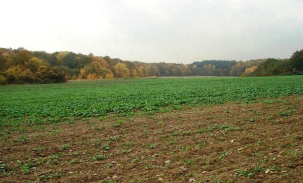 lasy łęgowe pod Lubiążem 10.2008