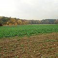 lasy łęgowe pod Lubiążem 10.2008