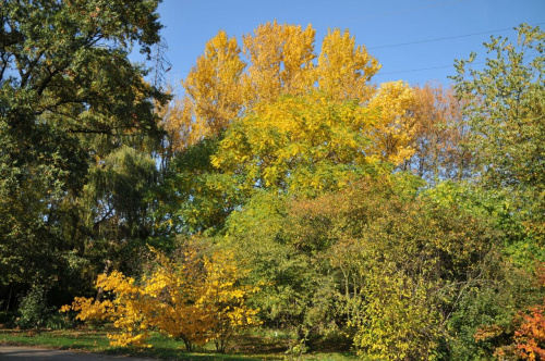 Barwy jesieni - ogród botaniczny w Poznaniu