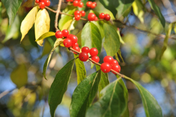 Barwy jesieni - ogród botaniczny w Poznaniu