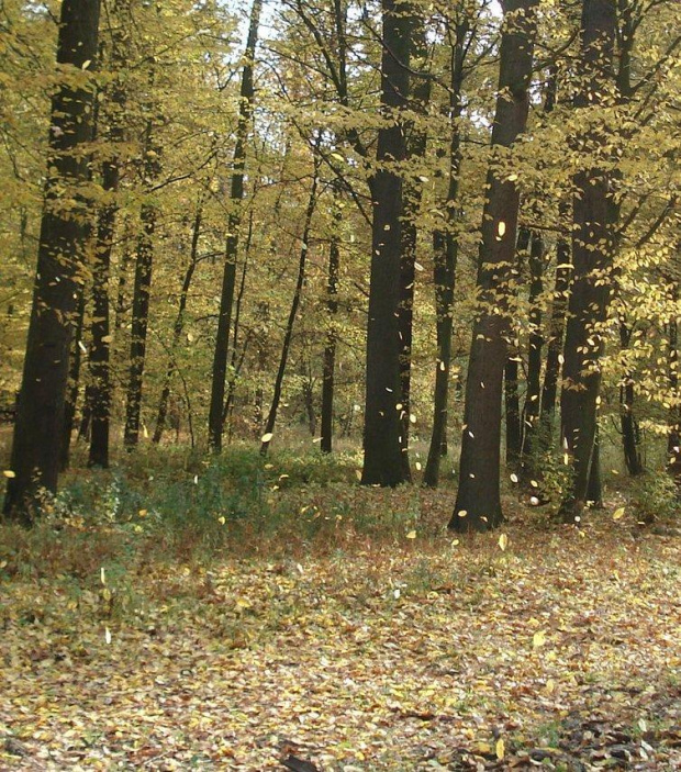 Lasy łęgowe pod Lubiążem