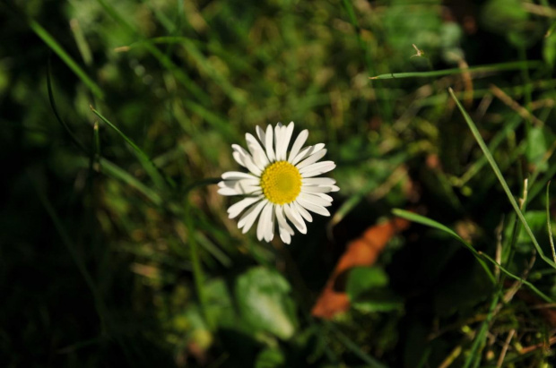 Barwy jesieni - ogród botaniczny w Poznaniu