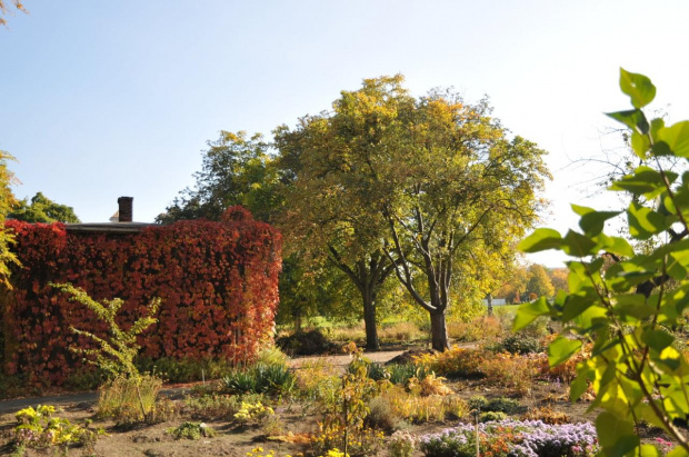 Barwy jesieni - ogród botaniczny w Poznaniu